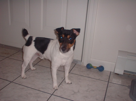 Bosco   Our Jack Russell Terrier