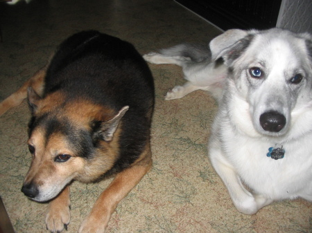 Left to right, Knox(passed away) and Sammy