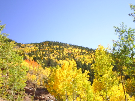 Aspens in the Springs