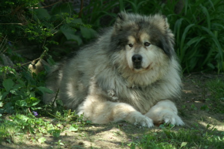 Ping (Alaskan Malamute)