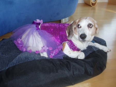 crossdressing beagle