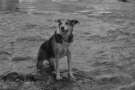 Briley in the river