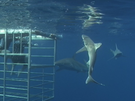 Swimming with Sharks