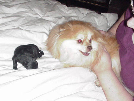 My Pomeranian Rosie & her pup