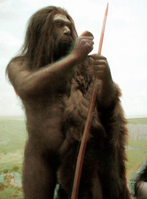 300px-neanderthal_2d