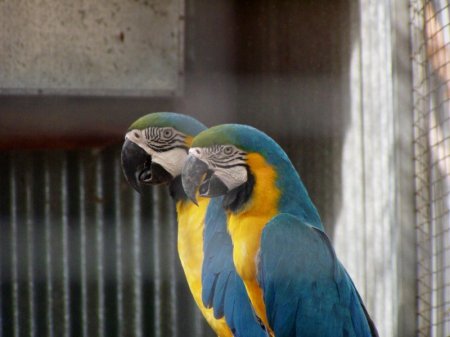 Macaws