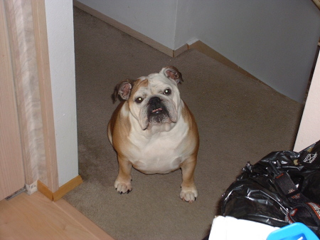 Our English Bulldog Sami - We love her-she is so funny!