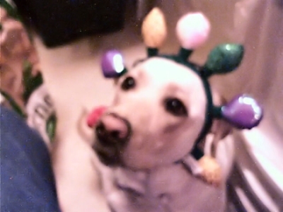 Mya with her Christmas hat on