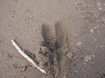 Moose Track