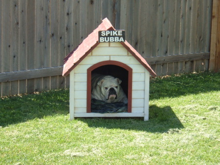 Spike in his new back yard