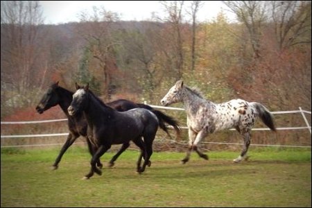 Domino,Pegasus and Doc