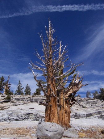 Tree in Yosemite