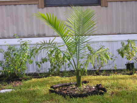 My first palm tree