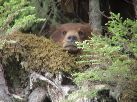 Brown Bear