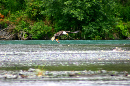 Bald Eagle Catch 2007
