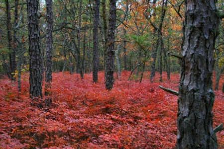 barrens_red2