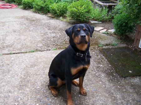 Deoro Is our Rottweiller and faithful Pooch