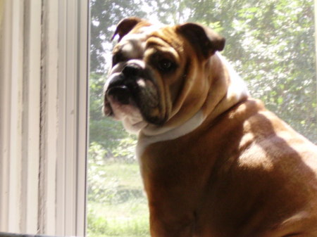 i'M A WINDOW BULLDOG