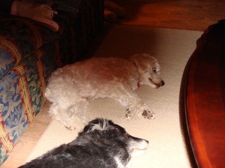 Dogs after being on boat