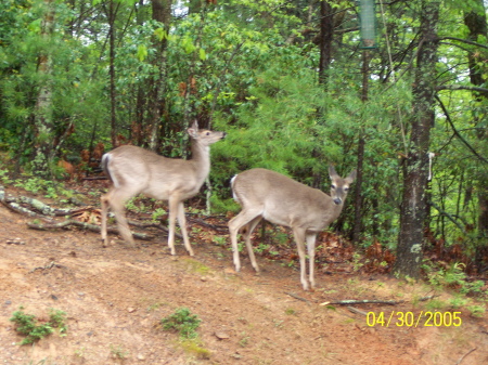 Meet the neighbors