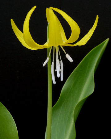 Glacier Lily