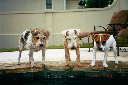 Gracie,Griffin and Georgie