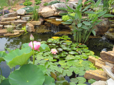 Water Garden with Lotus