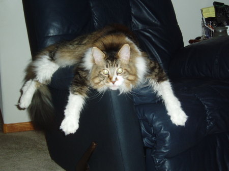 Our Maine Coon-Jagger