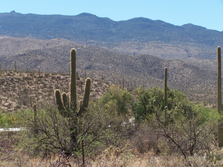 Rincon Mountains