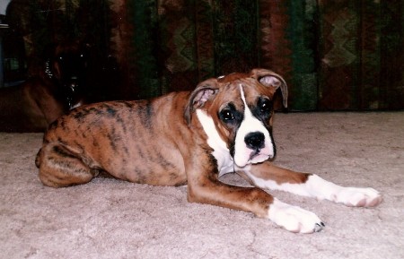 My middle child, Isabel, 1 yr old boxer
