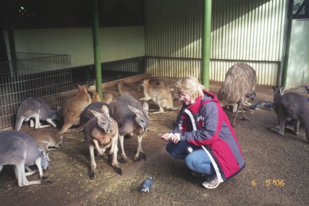 Feeding wallabies & kangaroos
