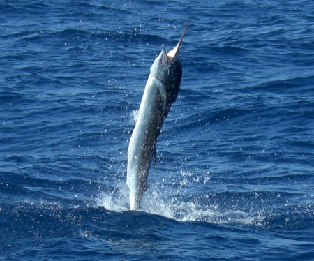 First Sailfish