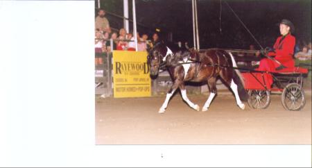 Nj Jersey State Fair Battle of the Breeds-Driving 1st Place