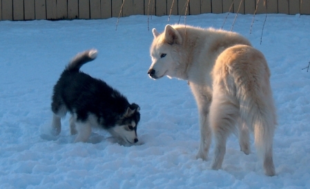 baby Contessa with her older sister Brandy