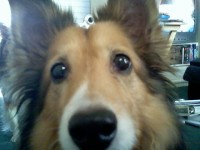 Sadie, the most beautiful Sheltie in the World!