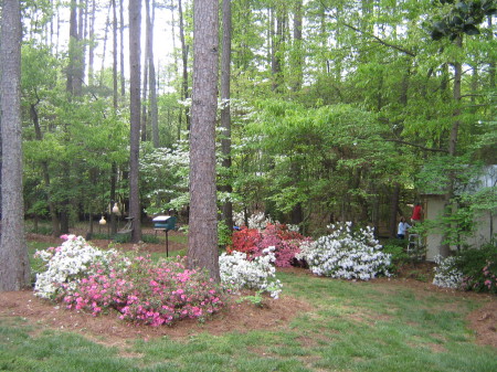 Backyard, Spring 2007