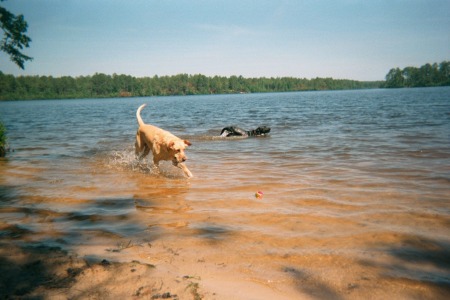 My babies Buster (yellow) and Britta (black) at a lake near my house.