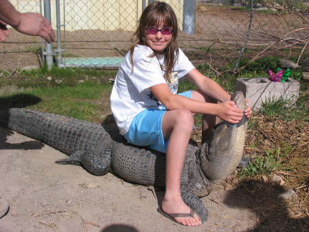 Alligator Farm