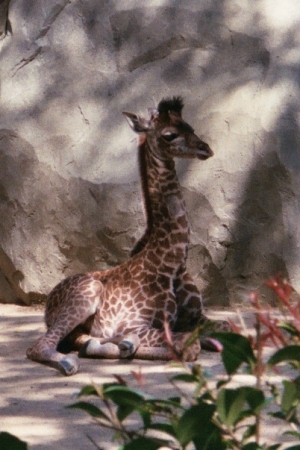 Baby Giraffe at the SD Zoo