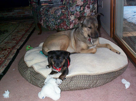 Our new dogs, Cinder & Brandy