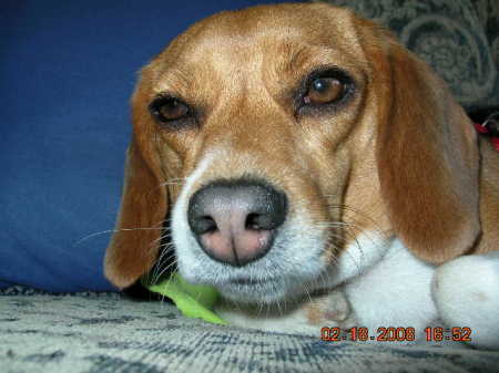 My Beagle Maggie May