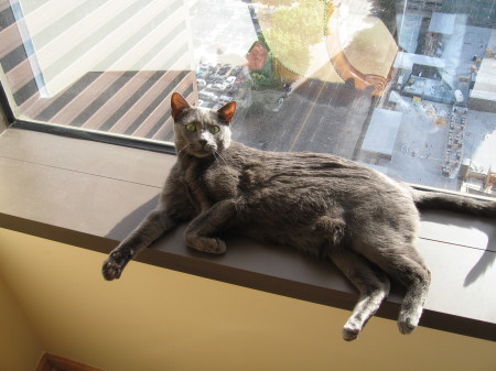 My cat in the window, 19 floors up.  Scary