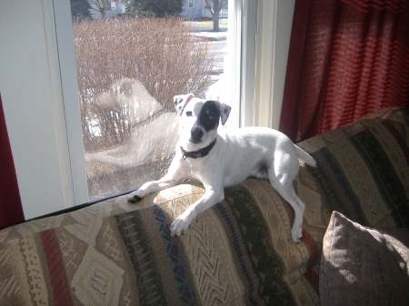 buddy sunbathing