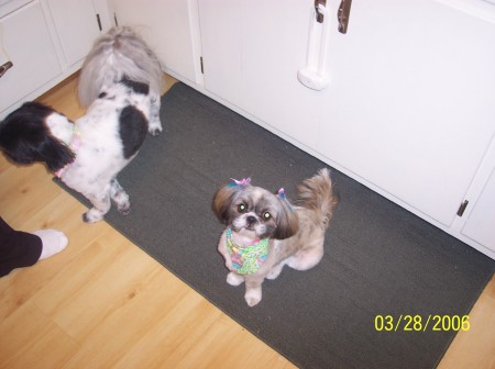 Chester (looking away) and Miss Pheobe  **Shi Tzu's**