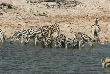 Etosha Pan  - Botswanna 07