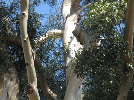 Monterey Eucalyptus
