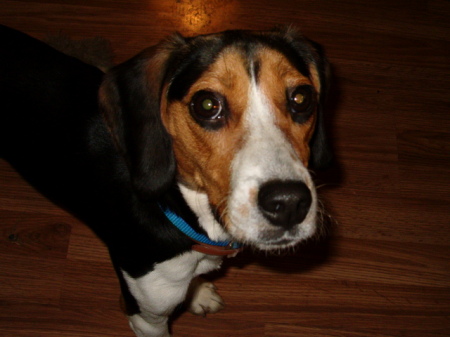 Roscoe - 1 Year Old All Beagle & All fun trouble!