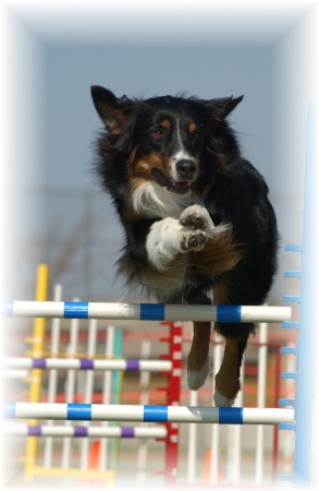 4aussie Cherokee's Thunder Bear