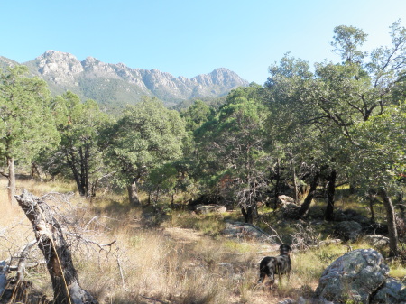 Madera Canyon, with doggie