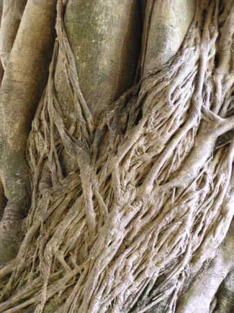 everglades - Banyon Tree